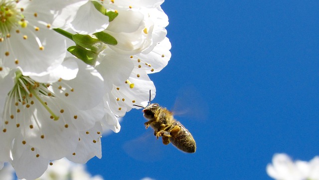 Honeybee searching for pollen grains 